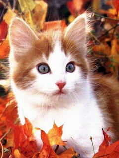  Fall kitty