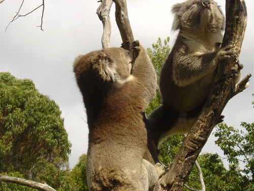  Fighting Koalas