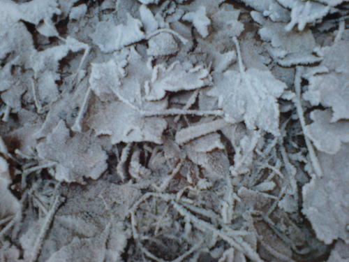  Frost on leaves
