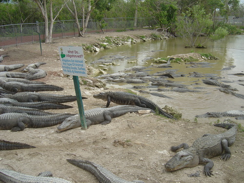  Gator Farm - Florida