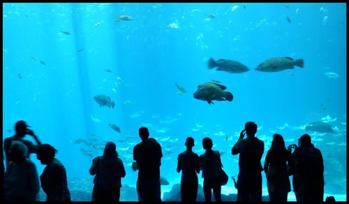  Georgia Aquarium