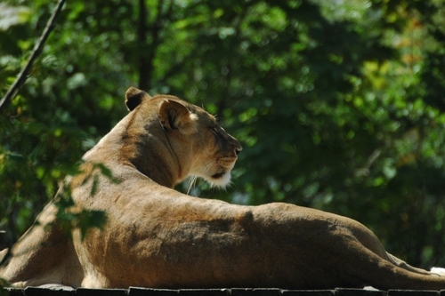  Givskud zoo (løvepark)