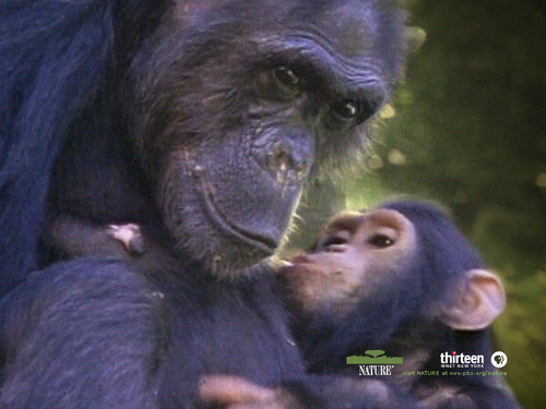  Goodall Chimpanzee Hintergrund