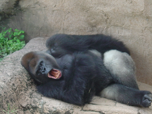  Gorilla