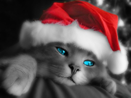  Holiday Kitty پیپر وال