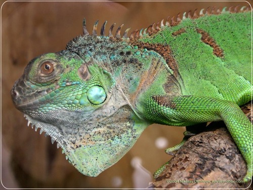  Iguana close-up