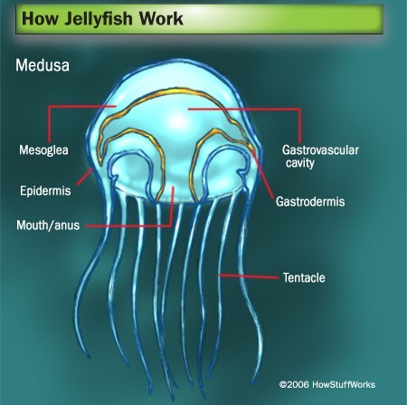  jelly, jeli ikan