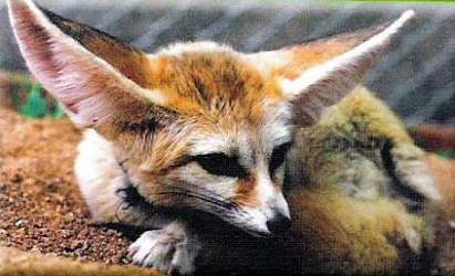  Kit fox, mbweha