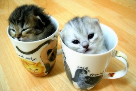  बिल्ली के बच्चे In some cups