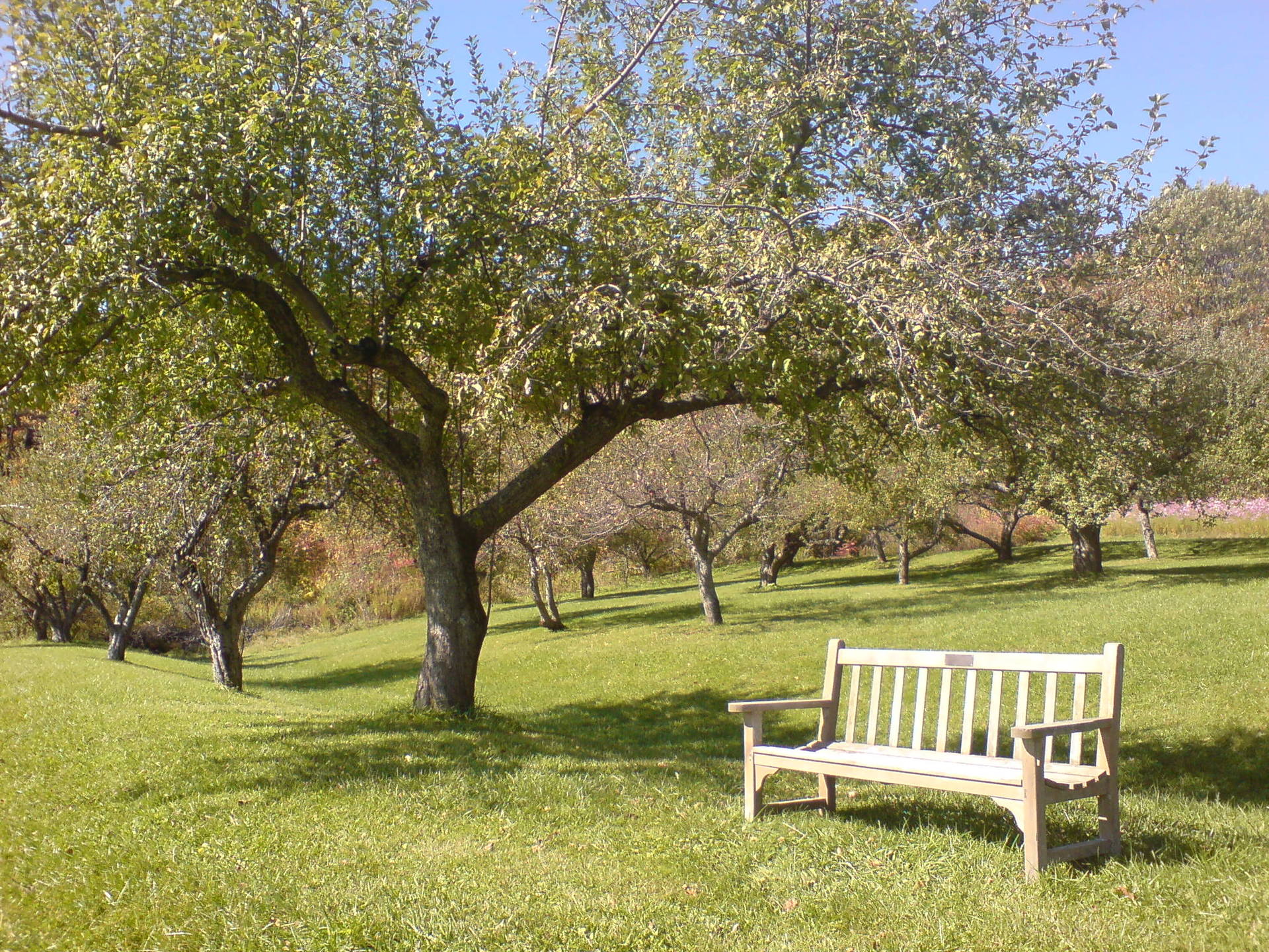 Kripalu Orchard