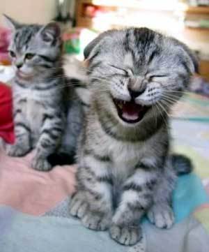  Laughing Kitten