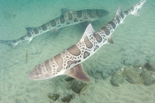  Leopard Sharks, Flying 물고기