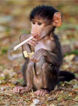  The famous stoner monkey
