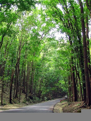  Mahogany forest