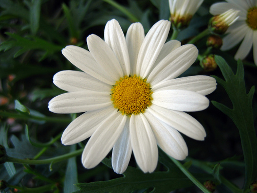  Marguerite bunga aster, daisy