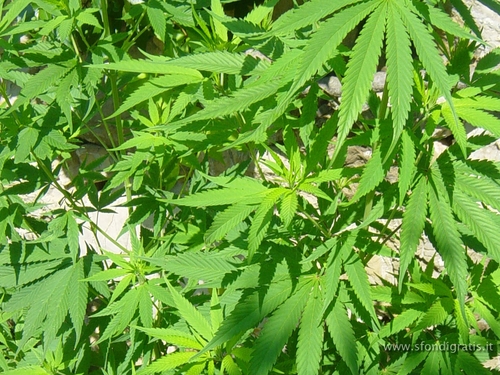  Marijuana achtergrond
