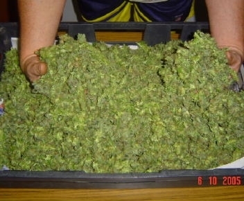  Marijuana