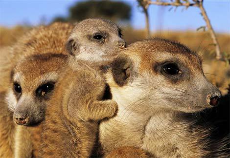  Meerkat Family