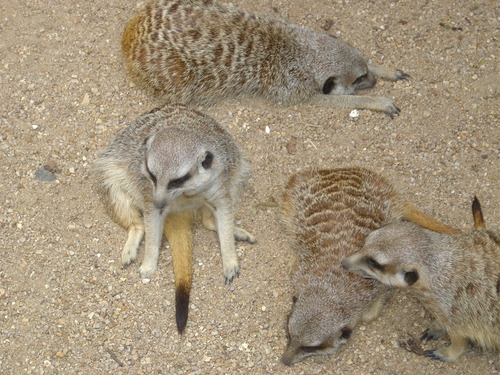  Meerkats