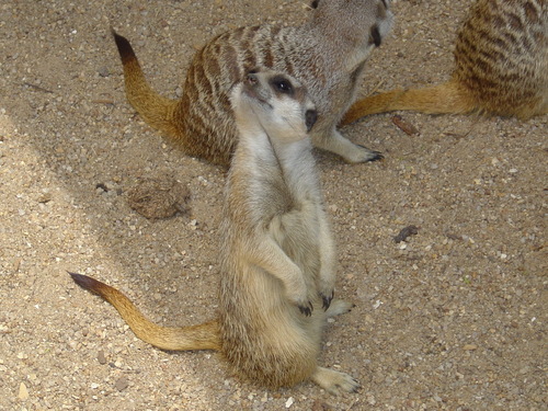  Meerkats