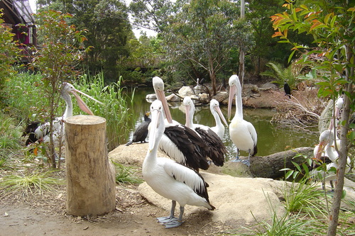  Melbourne Zoo