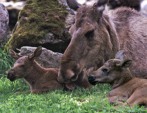  Moose Family