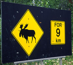  Moose Warning Sign