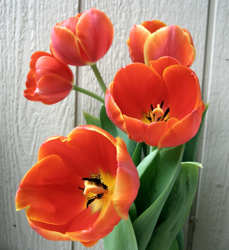  orange Tulips