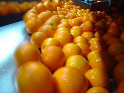  Oranges