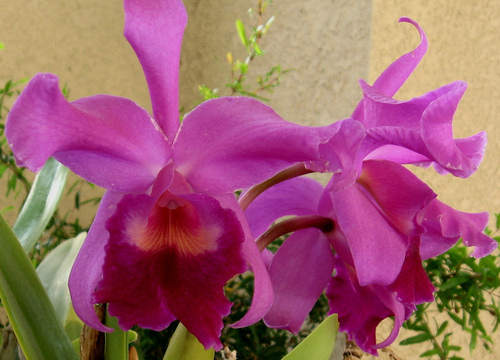 Orchids