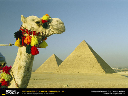  Ornamented kameel, camel and Pyramids