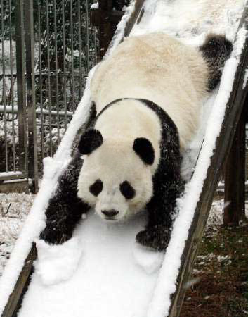  Panda Slide