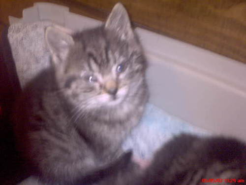  mani as a baby w/ litter