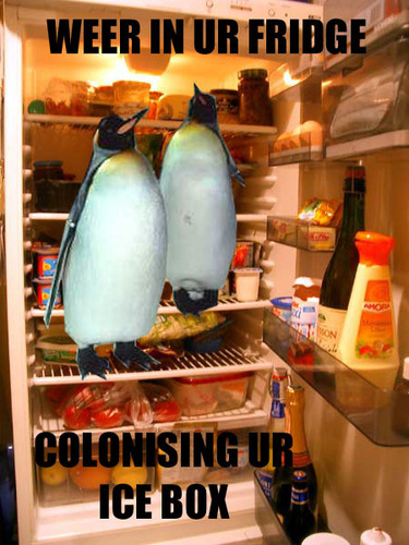  manchot, pingouin - lolcats