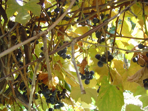  Pennsylvania Grapes