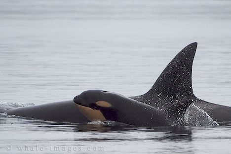 Pods of Orcas