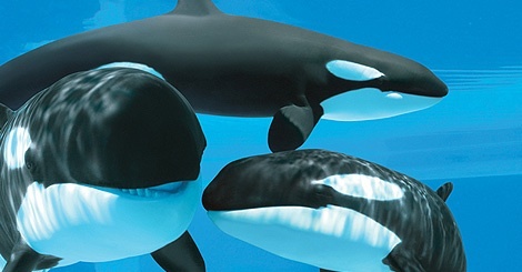  Pods of Orcas