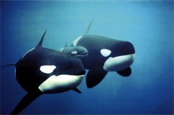  Pods of Orcas