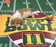  puppy Bowl II