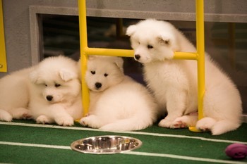  puppy Bowl players