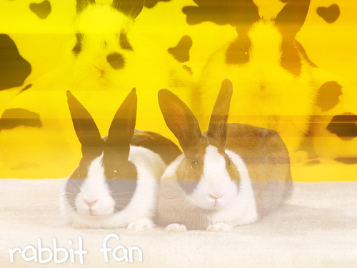  Rabbit pics/blends