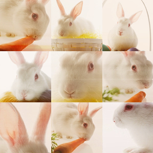 Rabbit pics/blends