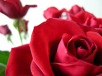  Red rosas