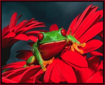  Red eyed árvore frog