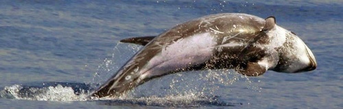  Risso's dolfijn