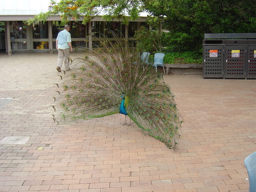  Royal Melbourne Zoo