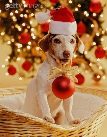  Santa Jack Russell terrier
