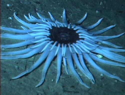  Sea Anemone