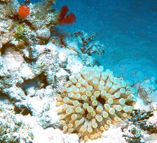  Sea Anemone