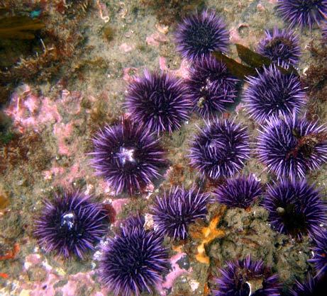 nhím biển, sea urchin